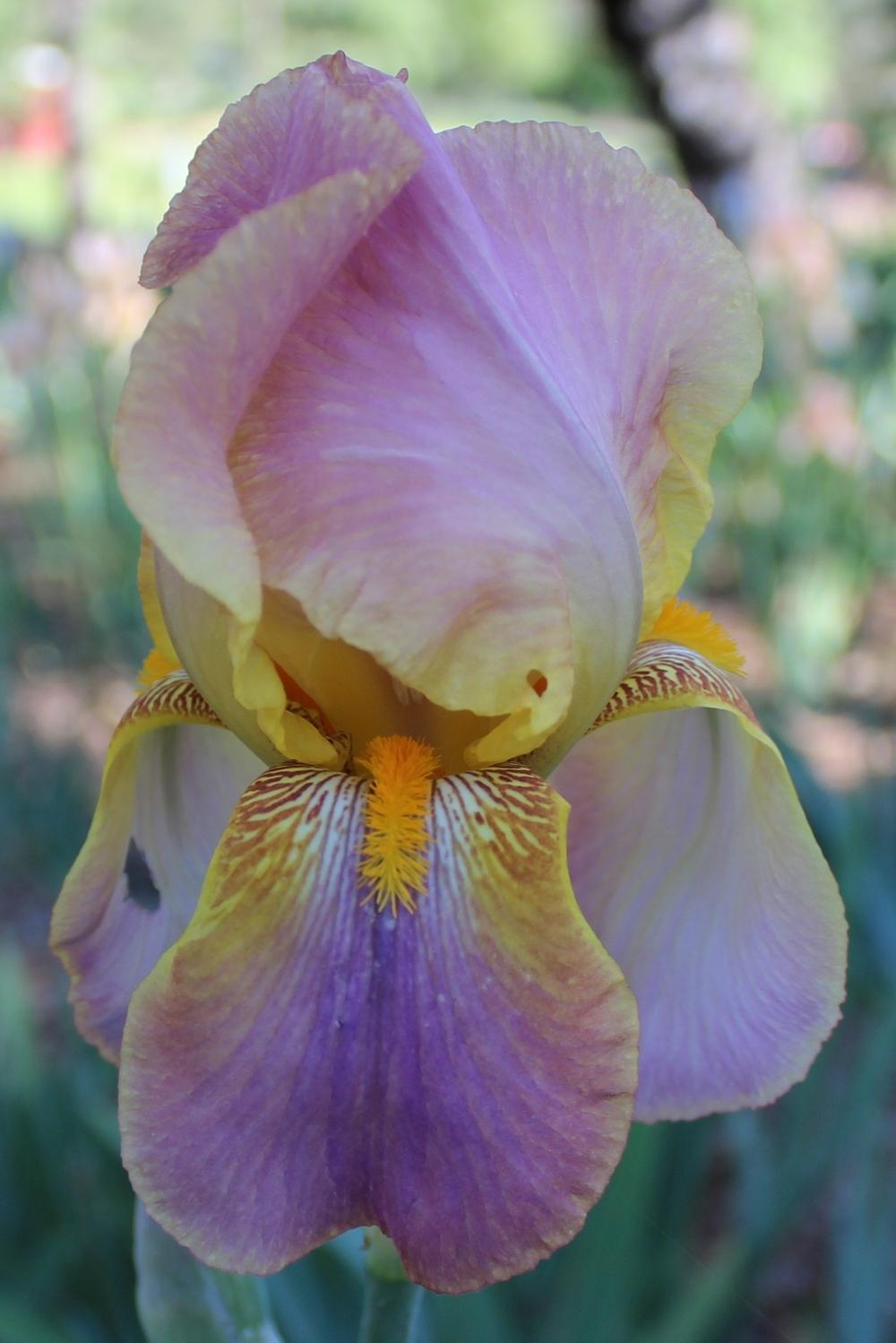 Photo of Tall Bearded Iris (Iris 'Easter Bonnet') uploaded by Calif_Sue
