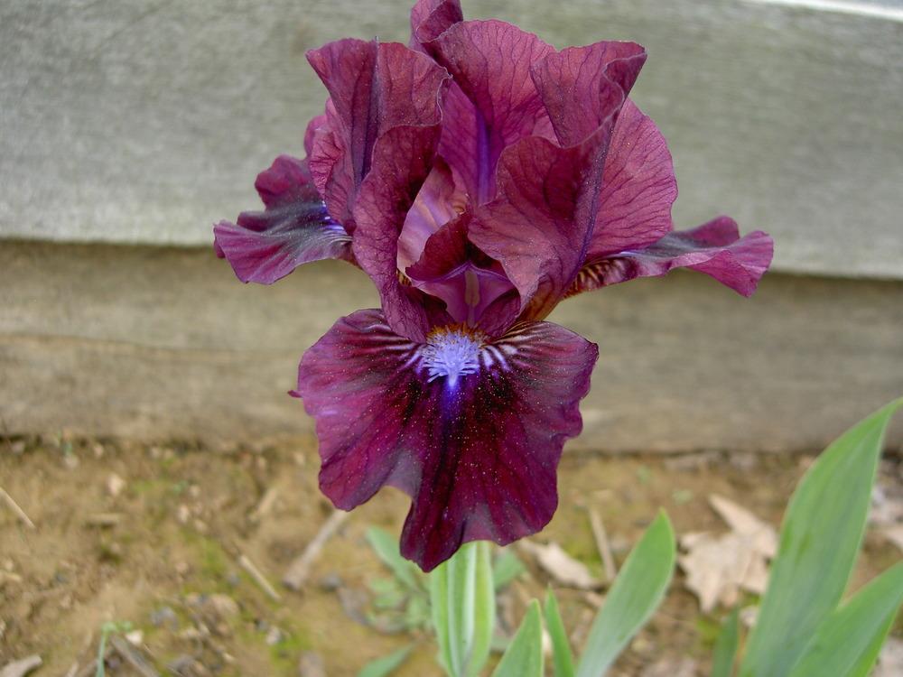 Photo of Standard Dwarf Bearded Iris (Iris 'Dapper') uploaded by Muddymitts