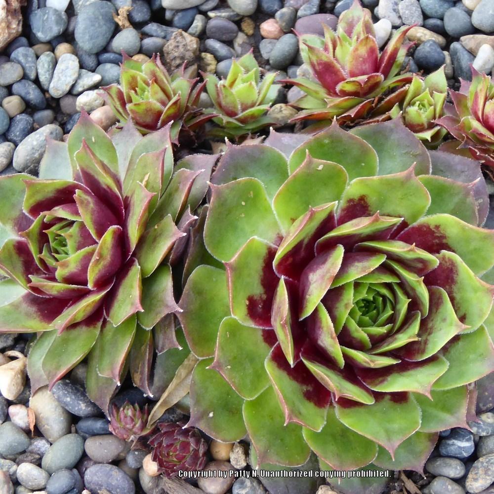 Photo of Hen and Chicks (Sempervivum 'Ruby') uploaded by Patty