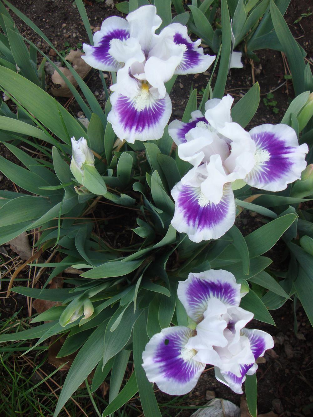 Photo of Standard Dwarf Bearded Iris (Iris 'Riveting') uploaded by Paul2032