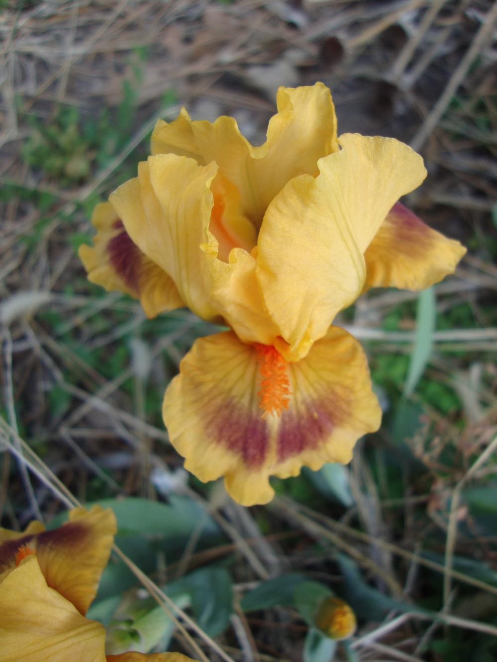 Photo of Standard Dwarf Bearded Iris (Iris 'Bright') uploaded by Paul2032