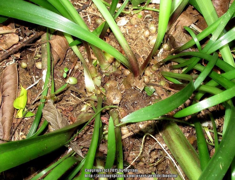 Photo of Amaryllis (Hippeastrum striatum) uploaded by bonitin
