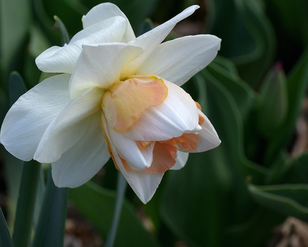 Photo of Double Daffodil (Narcissus 'My Story') uploaded by dirtdorphins