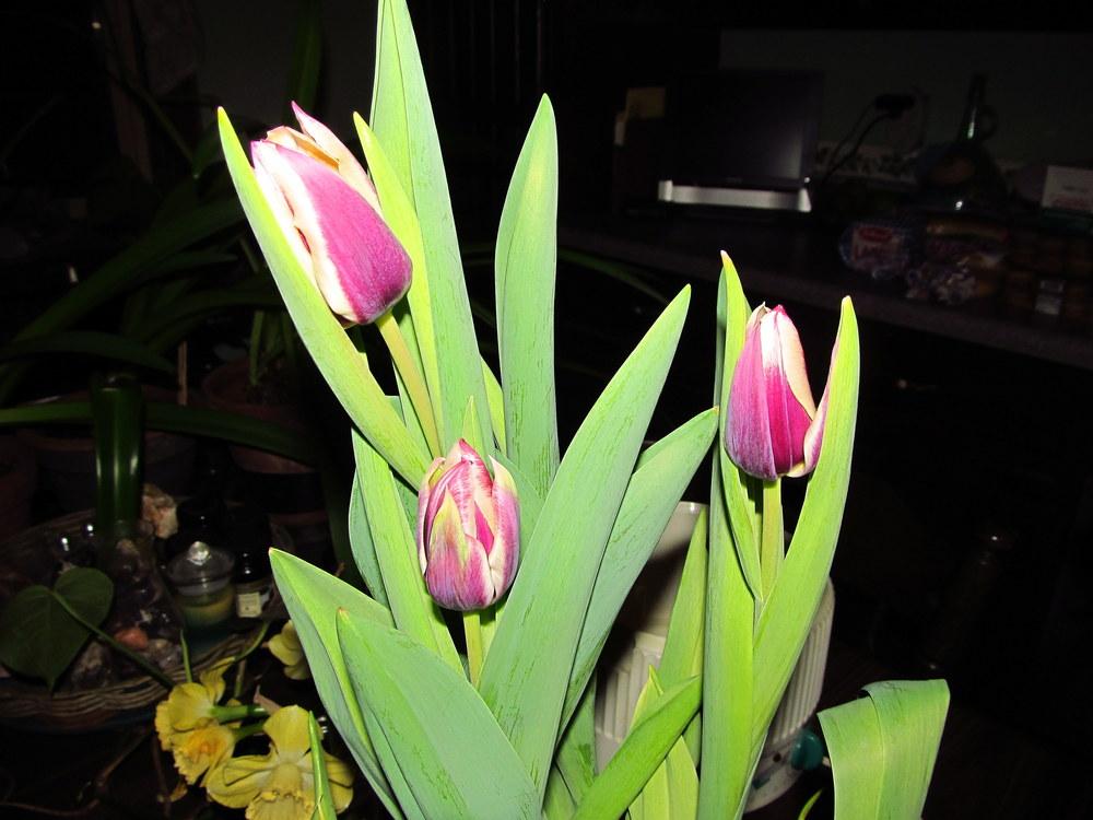 Photo of Triumph Tulip (Tulipa 'Chansonette') uploaded by jmorth