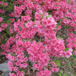 Location: Our yard, Hot Springs Village, AR
Date: 2011-04-19
Pink Ruffles in Full Bloom