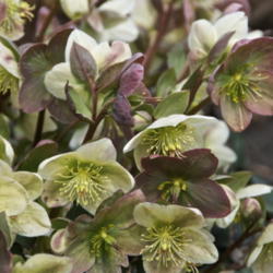 Location: Zone 5
Date: 2015-04-14 
Various bloom colorations of one Helleborus plant