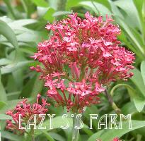 Photo of Red Valerian (Centranthus ruber 'Coccineus') uploaded by Joy