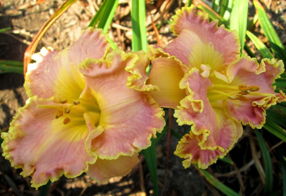 Photo of Daylily (Hemerocallis 'Orchid Gilded Ruffles') uploaded by Petalpusher