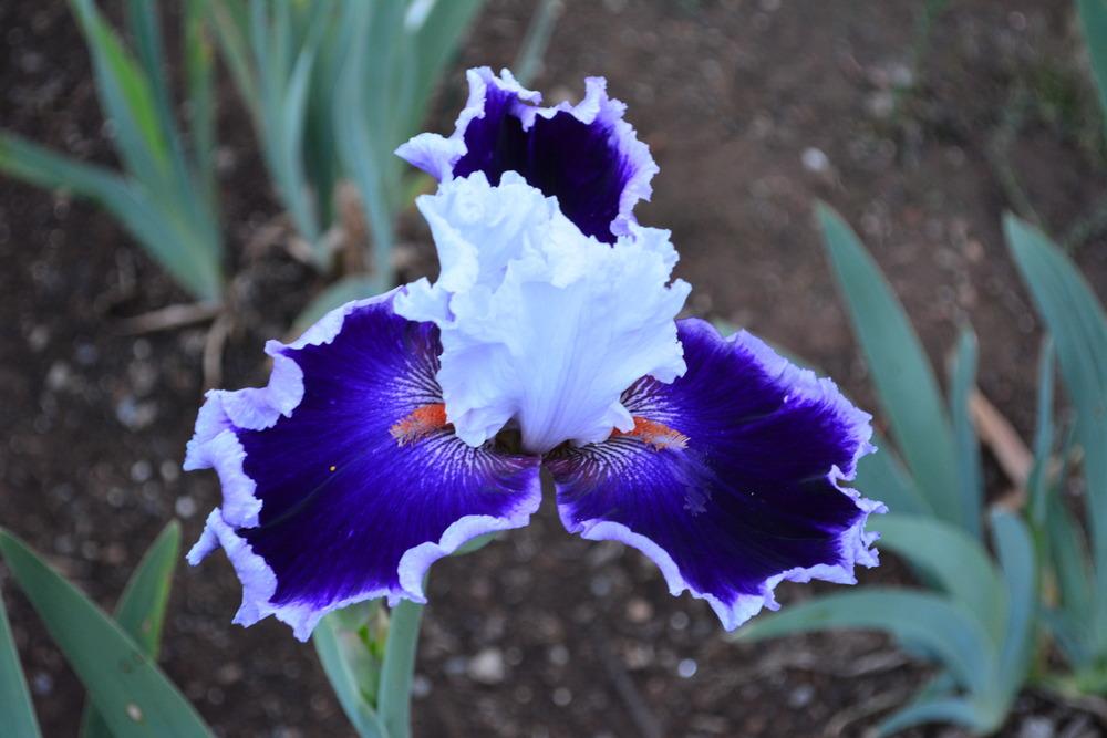 Photo of Tall Bearded Iris (Iris 'Bravery') uploaded by Phillipb2