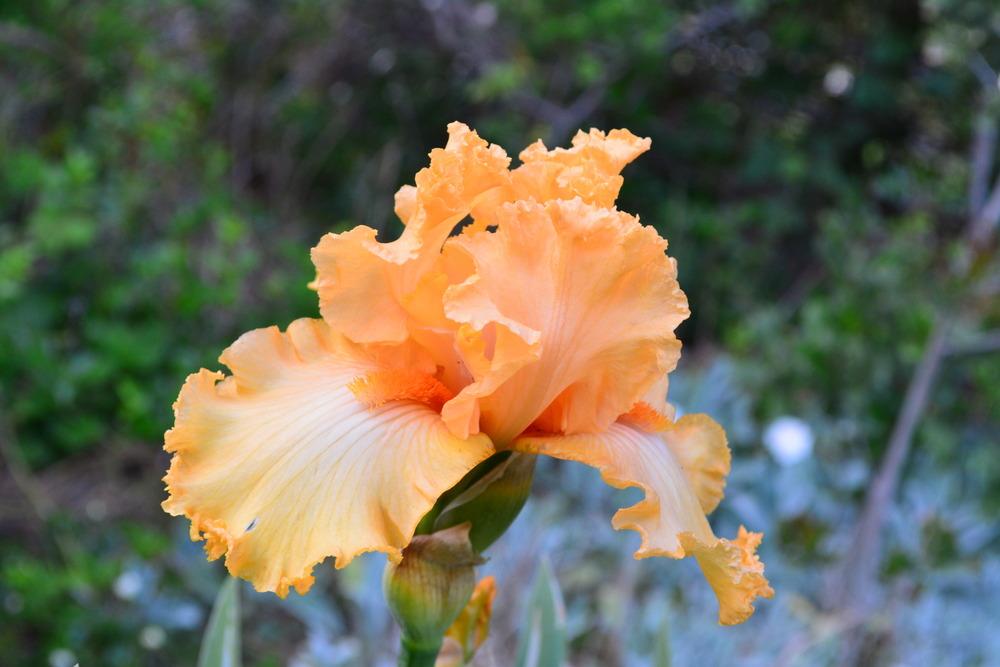 Photo of Tall Bearded Iris (Iris 'Fringe Benefits') uploaded by Phillipb2