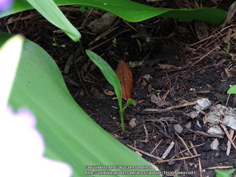 Photo of Popcorn (Zea mays subsp. mays 'Glass Gem') uploaded by TexasPlumeria87
