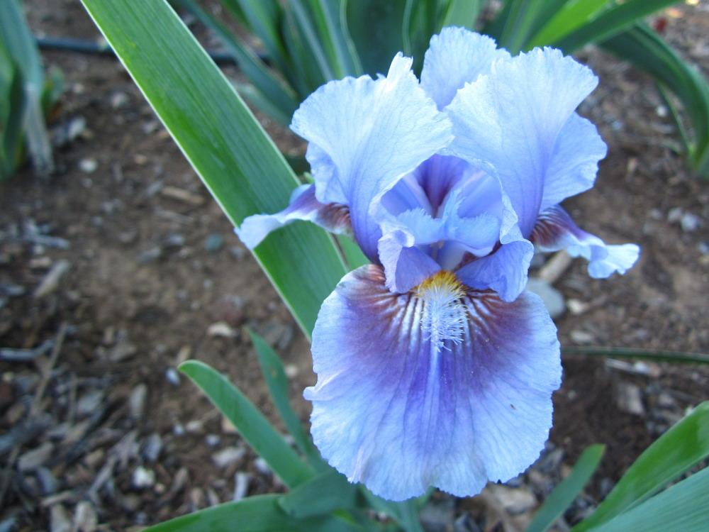 Photo of Intermediate Bearded Iris (Iris 'Megglethorp') uploaded by UndertheSun