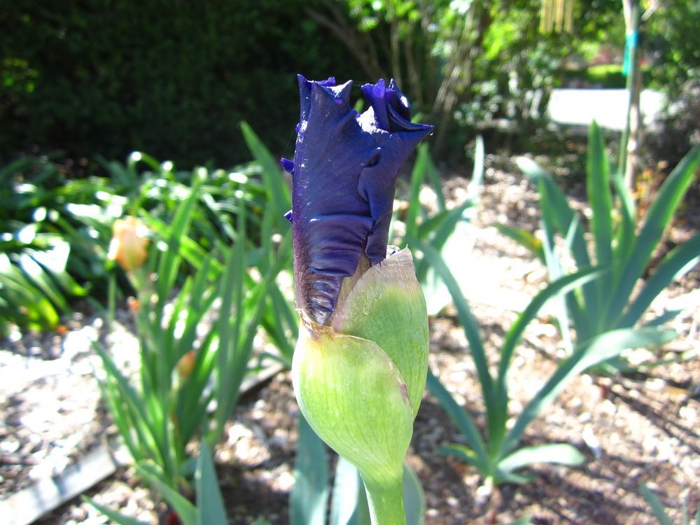 Photo of Tall Bearded Iris (Iris 'Paul Black') uploaded by UndertheSun