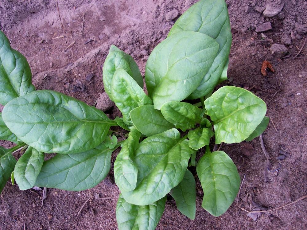 Photo of Spinach (Spinacia oleracea 'Palco') uploaded by farmerdill
