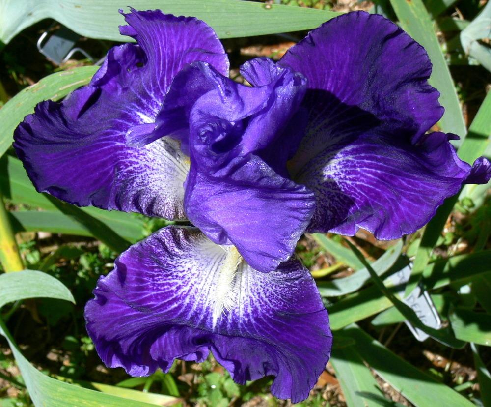 Photo of Tall Bearded Iris (Iris 'Daughter of Stars') uploaded by janwax