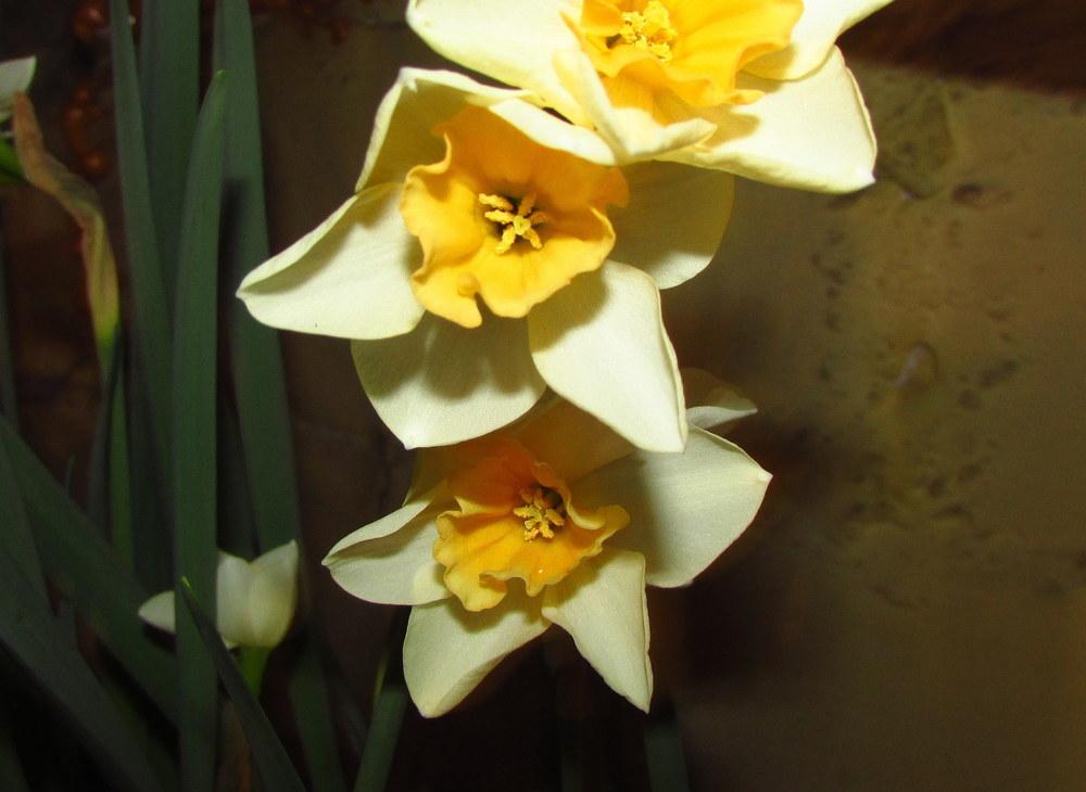 Photo of Daffodil (Narcissus 'Sweet Love') uploaded by jmorth