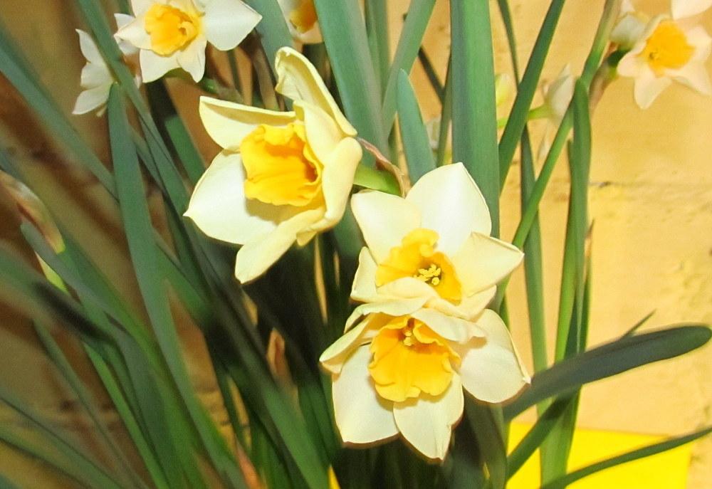 Photo of Daffodil (Narcissus 'Sweet Love') uploaded by jmorth