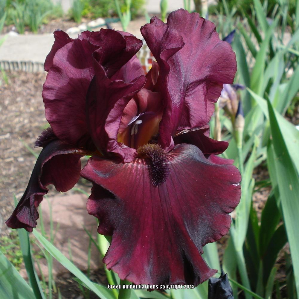 Photo of Tall Bearded Iris (Iris 'Rio Rojo') uploaded by lovemyhouse