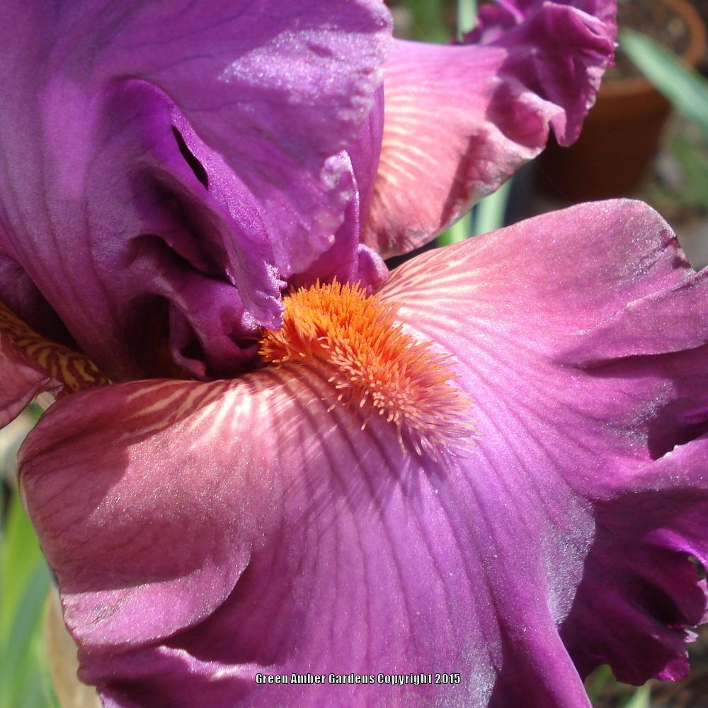 Photo of Tall Bearded Iris (Iris 'Fashionably Late') uploaded by lovemyhouse