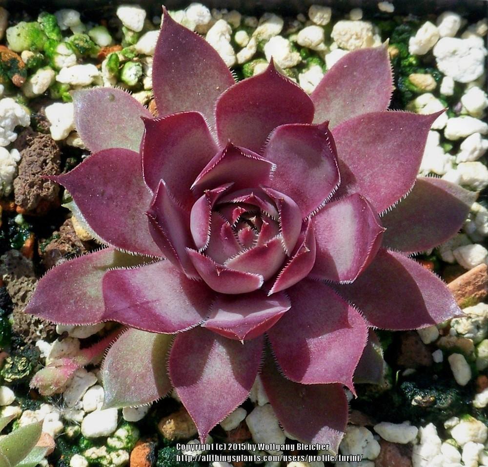 Photo of Hen and Chicks (Sempervivum 'Wok') uploaded by turini