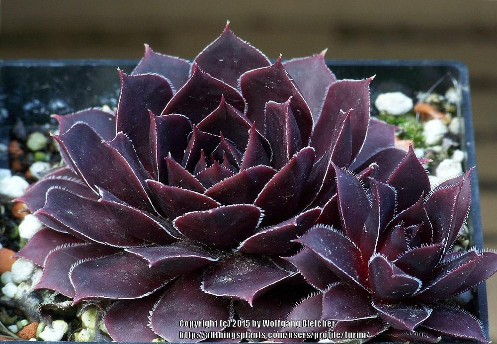 Photo of Hen and Chicks (Sempervivum 'Schwarze Rose') uploaded by turini