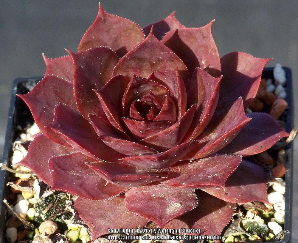 Photo of Hen and Chicks (Sempervivum 'Alesia') uploaded by turini