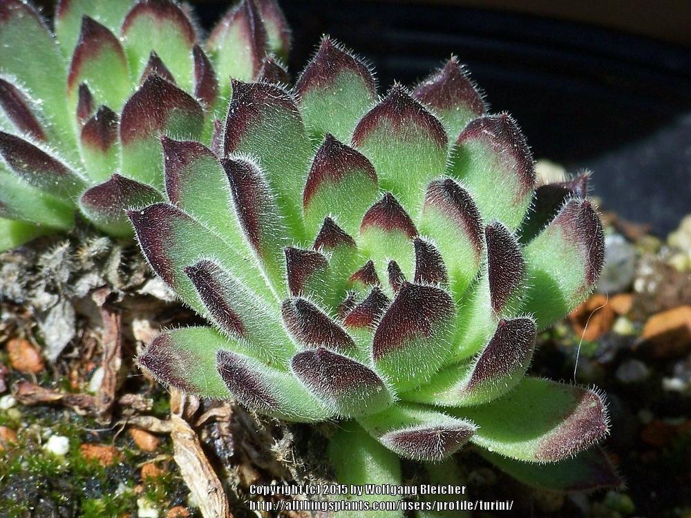 Photo of Hen and Chicks (Sempervivum leucanthum) uploaded by turini