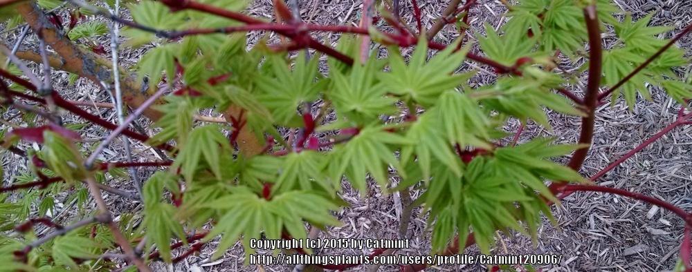 Photo of Japanese Maple (Acer palmatum) uploaded by Catmint20906