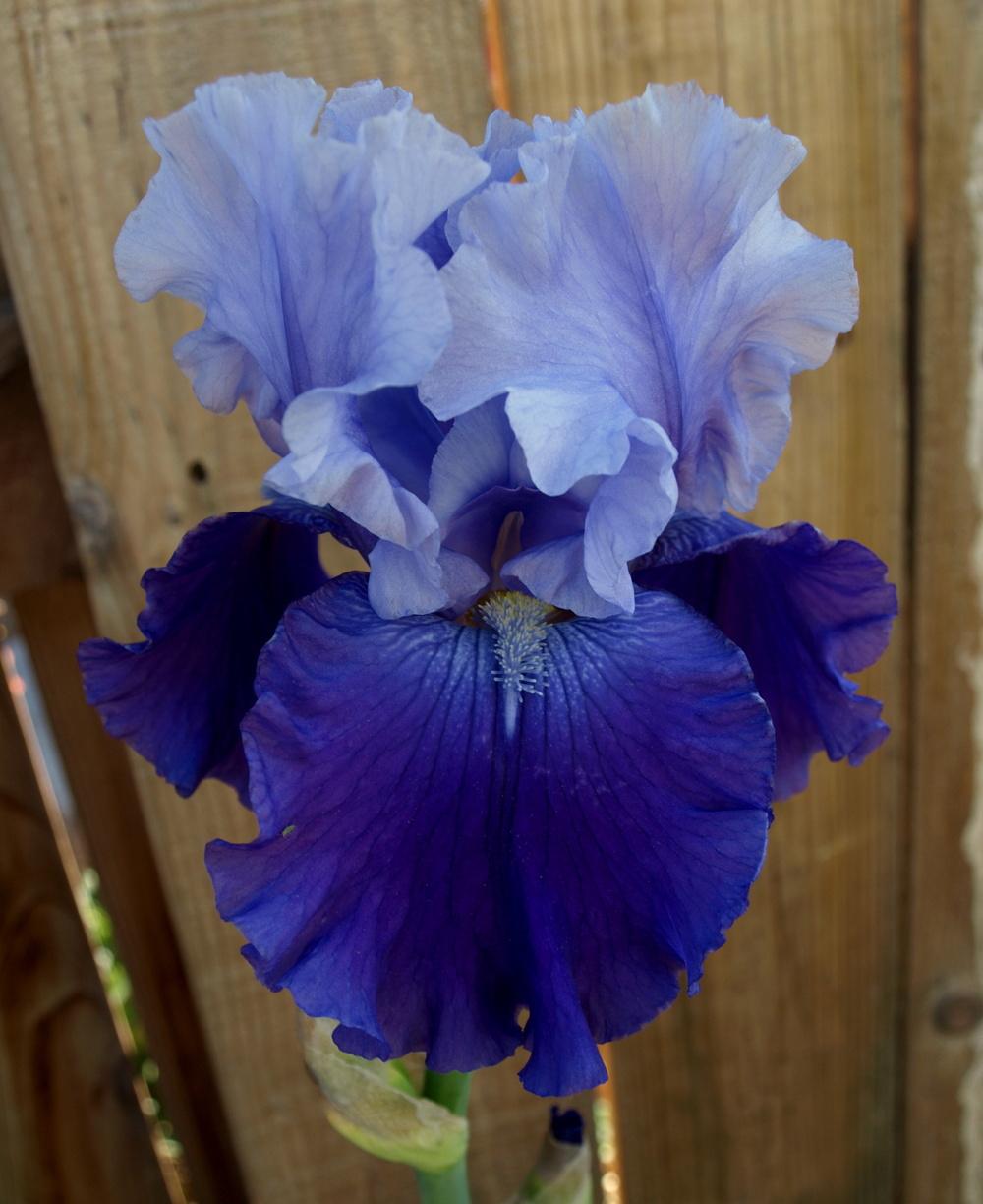 Photo of Tall Bearded Iris (Iris 'Nordic Seas') uploaded by Ecograndma