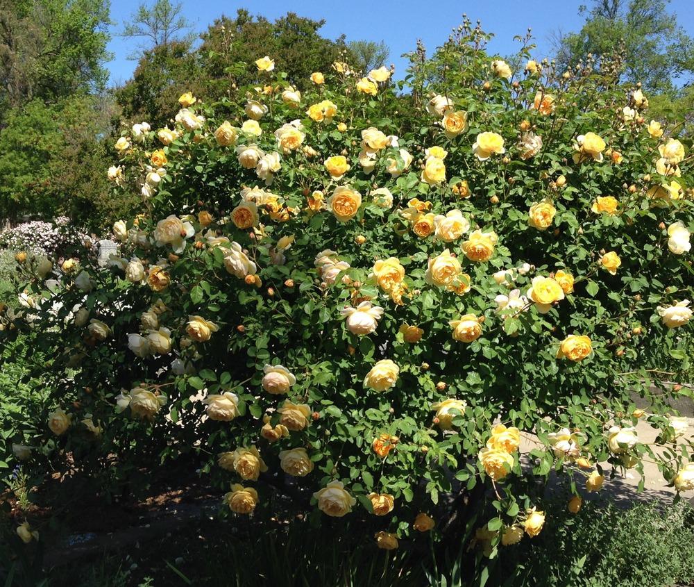 Photo of Rose (Rosa 'Graham Thomas') uploaded by HamiltonSquare