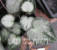 Photo of Hardy Cyclamen (Cyclamen hederifolium) uploaded by Joy