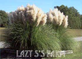 Photo of Dwarf Pampas Grass (Cortaderia selloana 'Pumila') uploaded by Joy