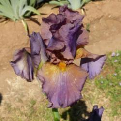 Location: Catheys Valley CA
Date: 4-15-2015
Photo courtesy of Superstition Iris Gardens, posted with permissi
