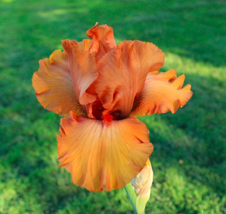 Photo of Tall Bearded Iris (Iris 'Game Plan') uploaded by Moiris