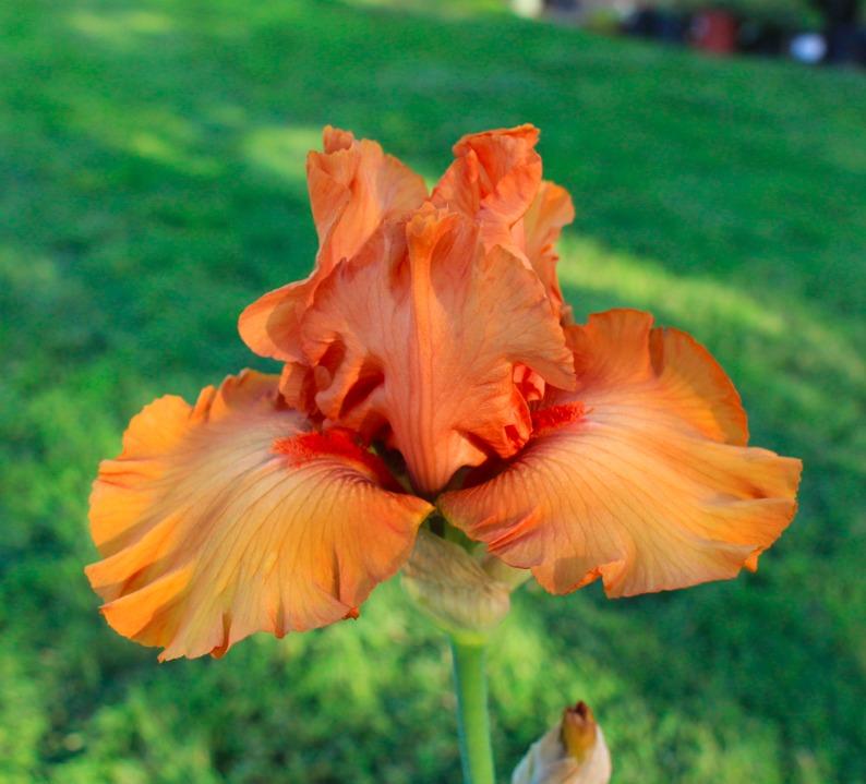 Photo of Tall Bearded Iris (Iris 'Game Plan') uploaded by Moiris