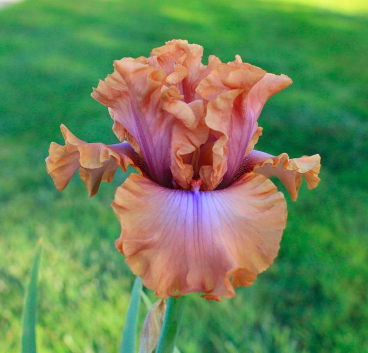 Photo of Tall Bearded Iris (Iris 'I Must Have It') uploaded by Moiris