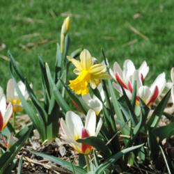 Location: My Northeastern Indiana Gardens - Zone 5b
Date: 2015-04-15
Shown with Tulipa 'The First'