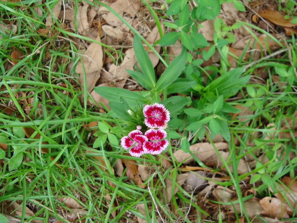 Photo of Sweet William (Dianthus barbatus) uploaded by flaflwrgrl