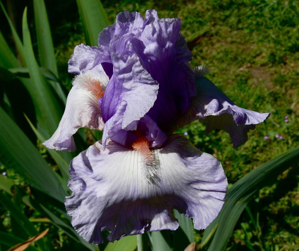 Photo of Tall Bearded Iris (Iris 'Fogbound') uploaded by janwax