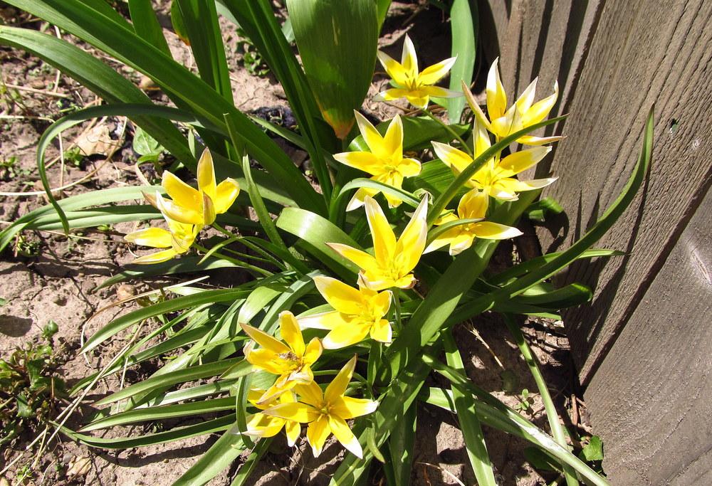 Photo of Tarda Tulip (Tulipa urumiensis) uploaded by jmorth