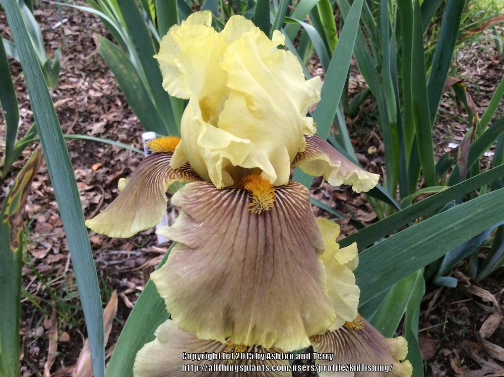 Photo of Tall Bearded Iris (Iris 'Return to Bayberry') uploaded by kidfishing