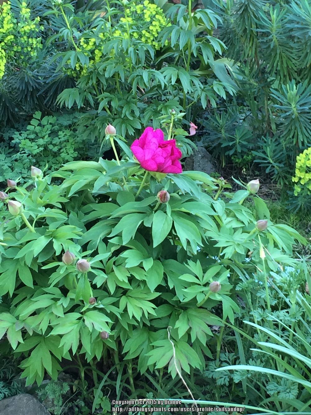Photo of Itoh Peony (Paeonia 'Morning Lilac') uploaded by soilsandup