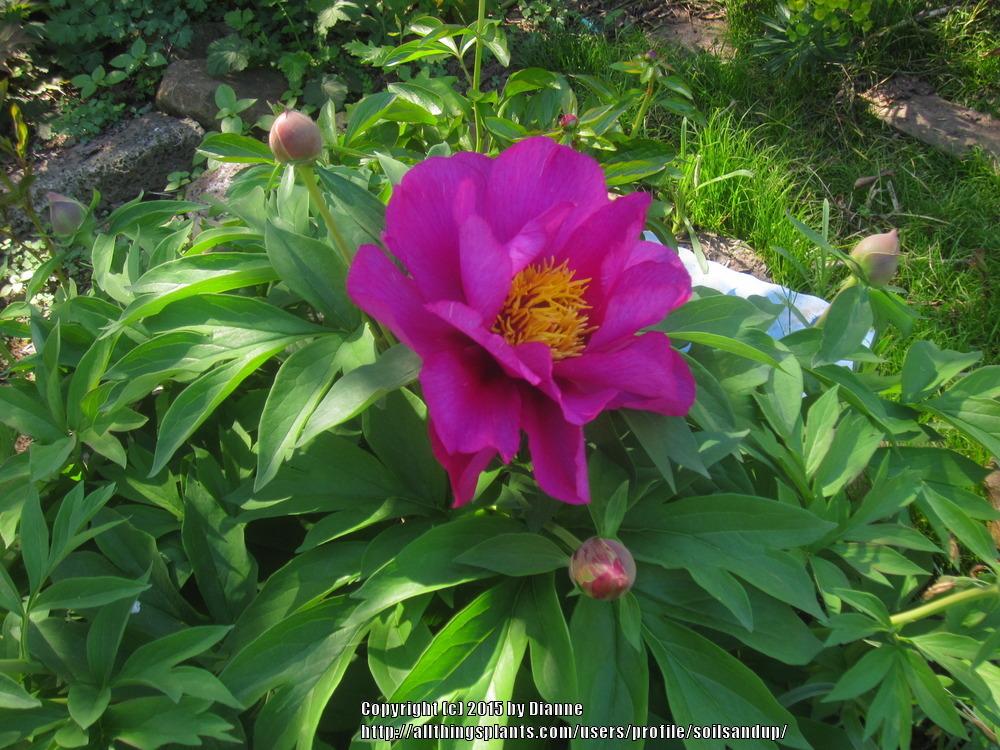 Photo of Itoh Peony (Paeonia 'Morning Lilac') uploaded by soilsandup