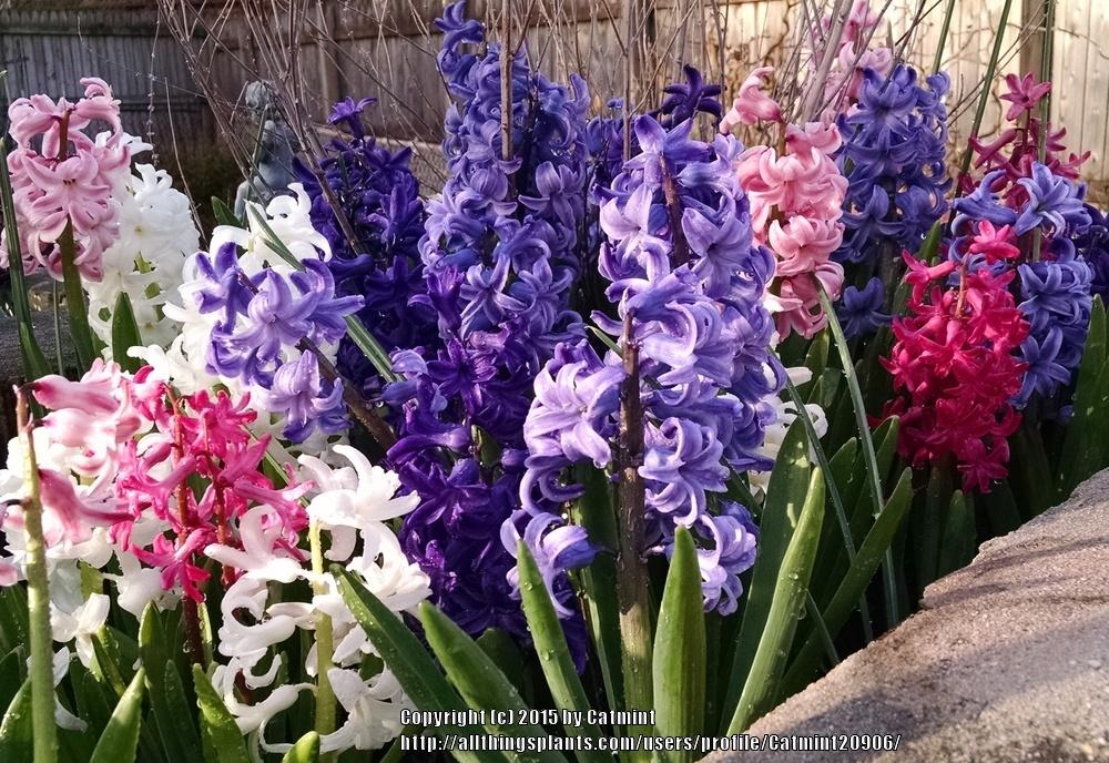 Photo of Hyacinth (Hyacinthus orientalis) uploaded by Catmint20906