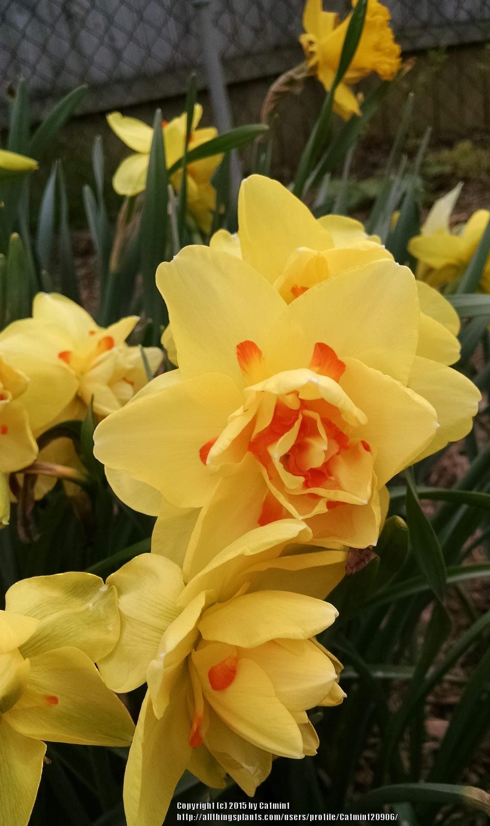 Photo of Double Daffodil (Narcissus 'Tahiti') uploaded by Catmint20906