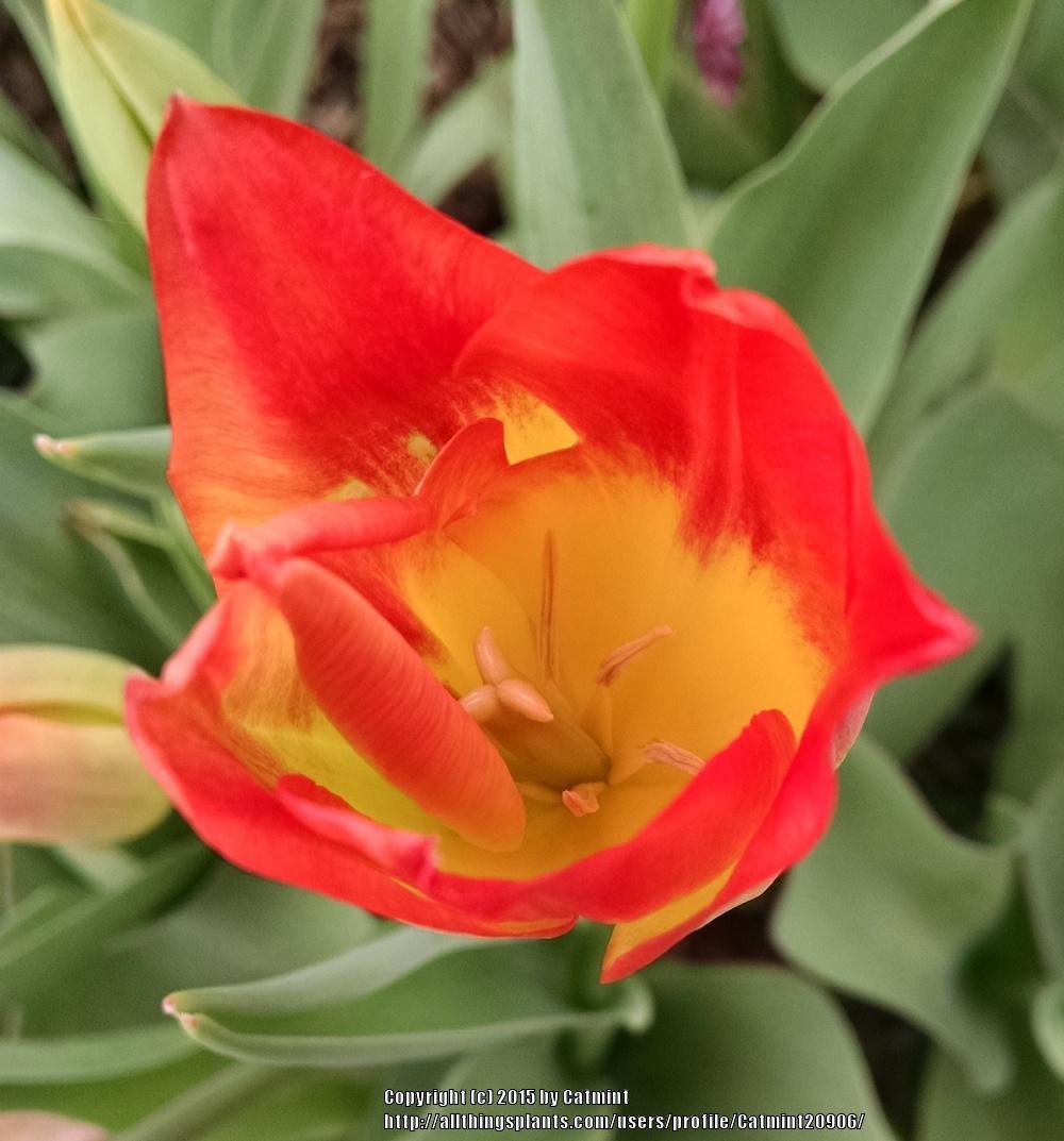 Photo of Triumph Tulip (Tulipa 'Aperitif') uploaded by Catmint20906