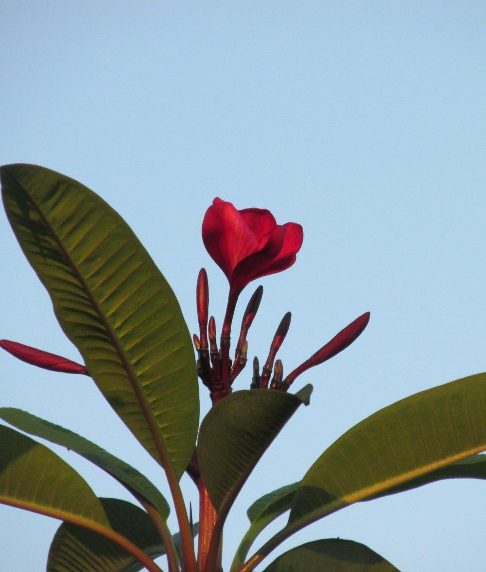 Photo of Plumeria (Plumeria rubra 'Malaysian Red') uploaded by Dutchlady1