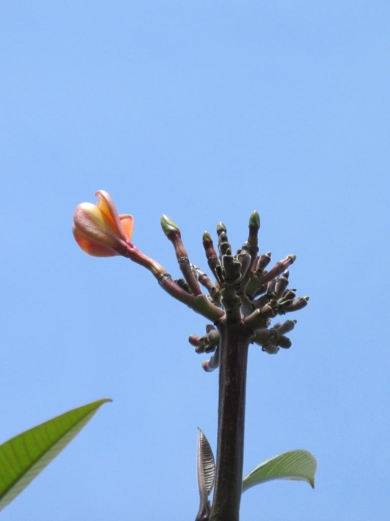 Photo of Plumeria (Plumeria rubra 'Kaleinani') uploaded by Dutchlady1