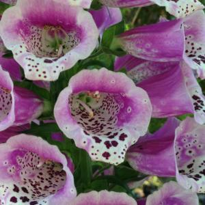 Unlike most Digitalis purpurea flowers that hang down those of th