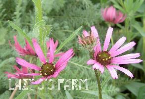 Photo of Tennessee Coneflower (Echinacea tennesseensis 'Rocky Top') uploaded by Joy